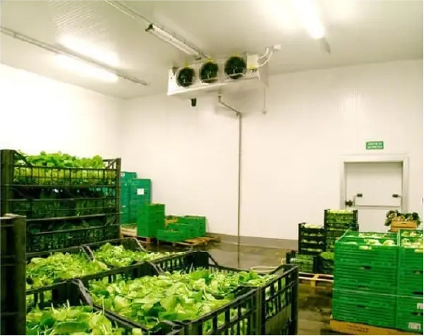 Root Vegetable Storage Setup